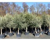 rhododendron show HELLIKKI RHODODENDRON 2gal – Watters Garden Center main image 1