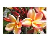 Frangipani Plumeria Pflanze | Preisvergleich bei idealo.de