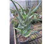 Aloe Arborescens Bltter | Preisvergleich bei idealo.de