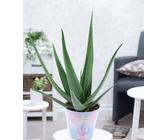 Aloe Vera (2026) zum Bestpreis | idealo.de