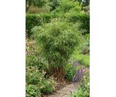 Fargesia Rufa 150 cm | Preisvergleich bei idealo.de