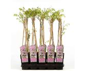 bonsai s form Bonsai Ficus 'Ginseng' S-Form main image 0