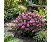 rhododendron nancy evans Rhododendron