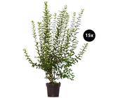 Liguster 150 cm | Preisvergleich bei idealo.de