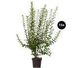 Liguster 150 cm | Preisvergleich bei idealo.de
