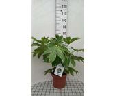 weie orchideen bilder Kolibri-Orchideen | weie Phalaenopsis-Orchidee - Lausanne