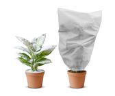 thuja 5m Junior Giant Thuja Tree main image 0