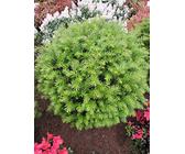 thuja ellwoodii False Cypress ‘Ellwoodii’ – Compact Lawson Cypress, Mini Christmas Tree  Plant main image 1