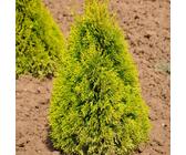 taxus baccata 150 175 preis Gewöhnliche Eibe – Taxus baccata – Heinis Baumschulen