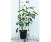 elefantenfu wachstum Elefantenfuss | Beaucarnea recurvata