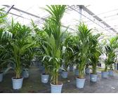 monstera plant support Moss Pole for Monstera main image 0