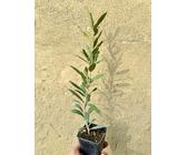 guava plant Buy Guava Live Plants UK main image 1