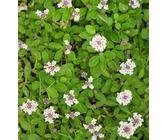 Teppichverbene Phyla Nodiflora | Preisvergleich bei idealo.de