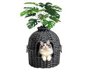 Katzenklo Pflanze | Preisvergleich bei idealo.de