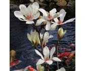 Magnolie Sunrise | Preisvergleich bei idealo.de