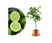 Kaffir-Limette Citrus Hystrix 130-180 Cm , Kaffernl Produktbild-Vorschau 10