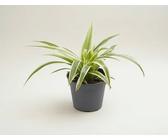 gummibaum draußen halten SPECIAL OFFER Großer Gummibaum, 100cm – Green Me Up