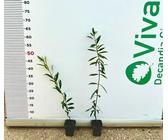 Koroneiki Olivenbaum | Preisvergleich bei idealo.de