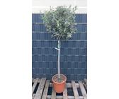rhododendron flüssigdünger Rhododendron Dünger flüssig 5 L