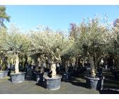 taxus baccata 'fastigiata robusta Taxus Baccata Fastigiata Robusta 125-150cm — Grasslands Nursery main image 0