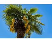 Mediterrano Palmendnger | Preisvergleich bei idealo.de