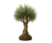 Olivenbaum 150 cm | Preisvergleich bei idealo.de