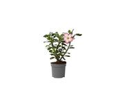Wstenrose Pflanze | Preisvergleich bei idealo.de