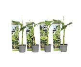 Musa Bananenpflanze | Preisvergleich bei idealo.de