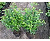 Portugiesischer Kirschlorbeer 150 cm | Preisvergleich bei idealo.de