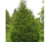 Thuja Hecke | Preisvergleich bei idealo.at