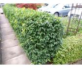 do monstera need sunlight Monstera Deliciosa Plant for Sale | Swiss Cheese Plant