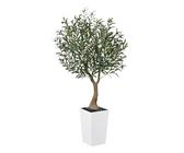 Olivenbaum 150 cm | Preisvergleich bei idealo.de