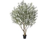taxus baccata seeds 10 ENGLISH YEW Taxus Baccata Tree Shrub Conifer Sun or Shade Red Ornamental Berry Seeds main image 1