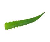 Aloe Arborescens Bltter | Preisvergleich bei idealo.de