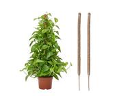 Kokos Pflanzstab Monstera | Preisvergleich bei idealo.de