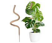 Kokos Pflanzstab Monstera | Preisvergleich bei idealo.de