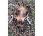 EDELSTAHL WILDGALGEN AUFBRECHHILFE Zerwirkhilfe Aufbrechgalgen Jagd 160 Kg 112464193830